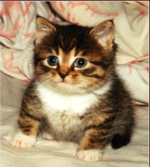 a fat baby tabby cat with blue eyes looking slightly in opposite directions.